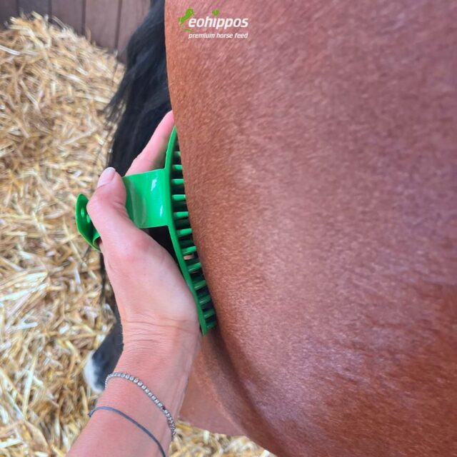 Massage Striegel Bürste für Pferde zur Förderung der Durchblutung