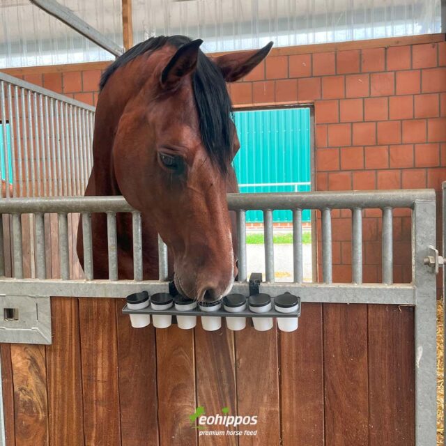 Medikamente Planer für Pferde, Dosen für Medikamente oder Zusatzfutter zur Befestigung an der Box